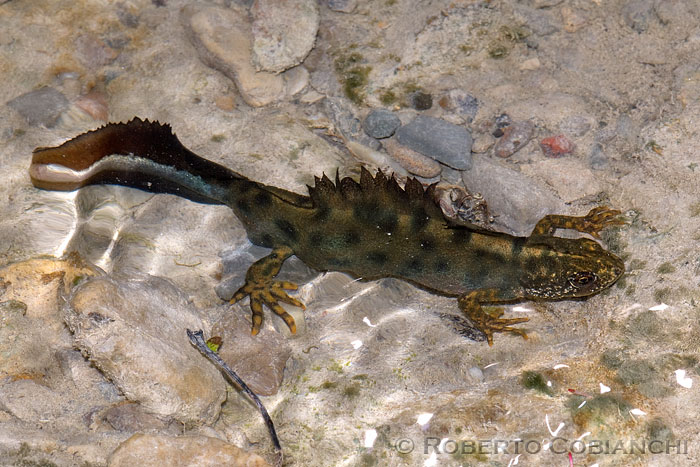 Tritone crestato - Triturus carnifex